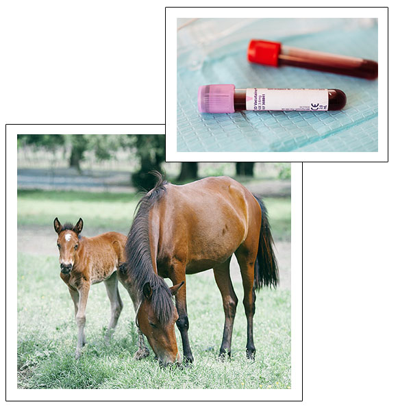 ocalalab3 Ferguson and Associates Equine Hospital